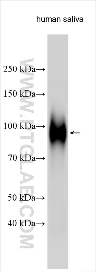 CEACAM8 Antibody in Western Blot (WB)