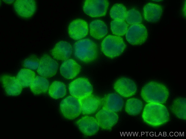 TNIK Antibody in Immunocytochemistry (ICC/IF)