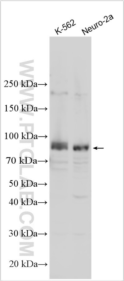 SPP2 Antibody in Western Blot (WB)