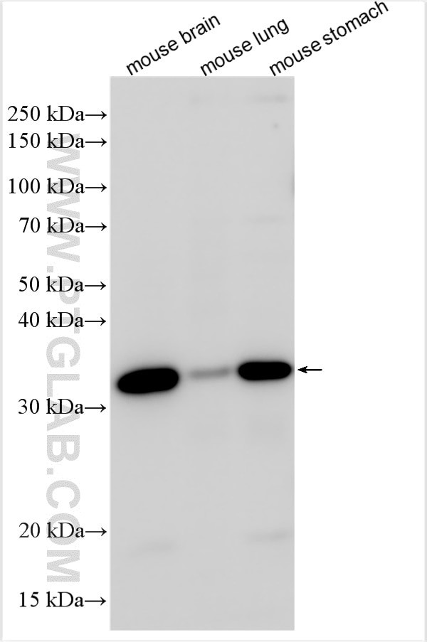 Shh Antibody in Western Blot (WB)
