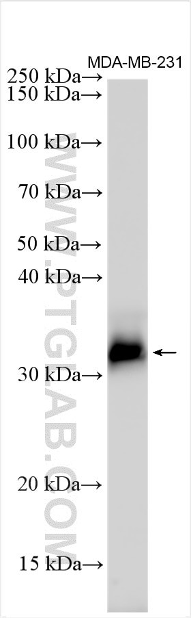 IGFBP4 Antibody in Western Blot (WB)