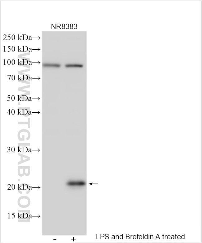 IL-6 Antibody in Western Blot (WB)