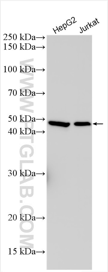 IL-12/IL-23 p40 Antibody in Western Blot (WB)