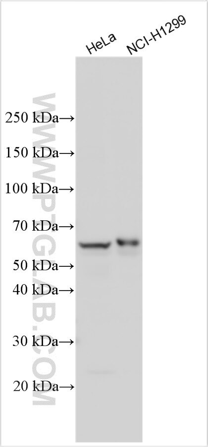 TLE4 Antibody in Western Blot (WB)