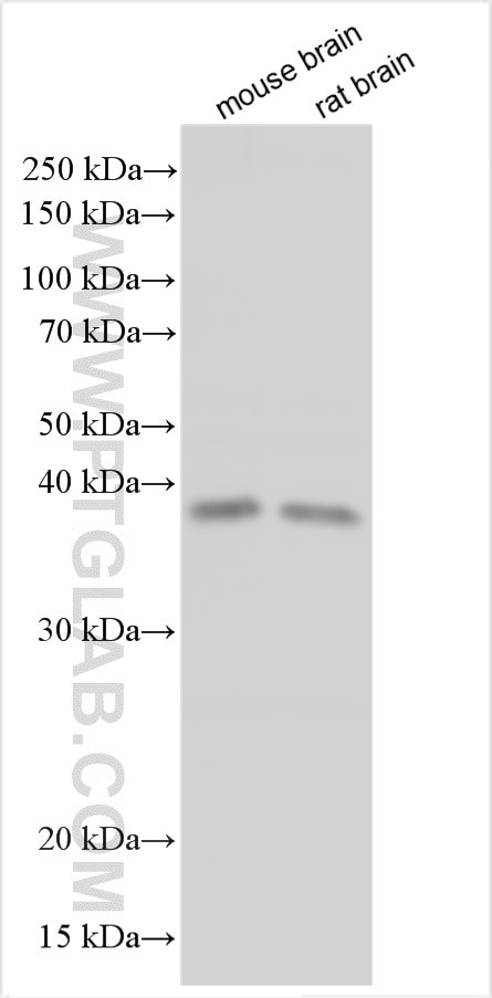 OPN1MW Antibody in Western Blot (WB)
