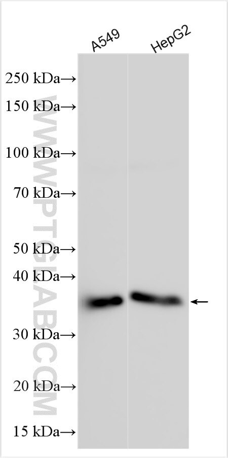 AMAC1L2 Antibody in Western Blot (WB)