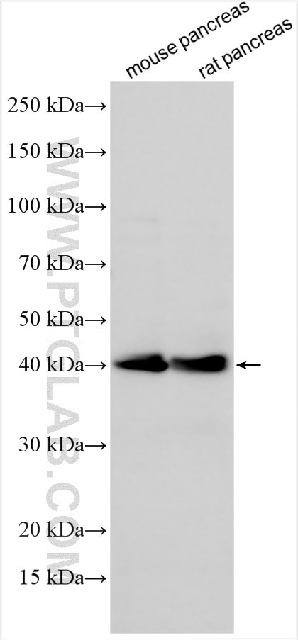 PTF1A Antibody in Western Blot (WB)