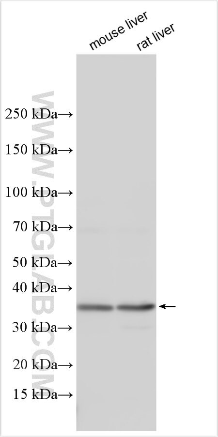 FAM46A Antibody in Western Blot (WB)