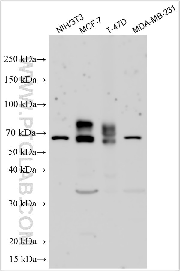 SLC35D1 Antibody in Western Blot (WB)