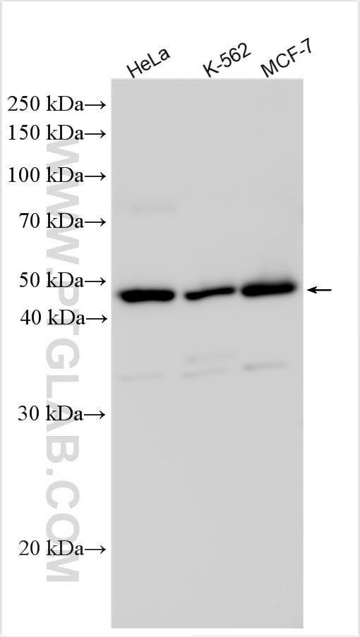 ENOSF1 Antibody in Western Blot (WB)