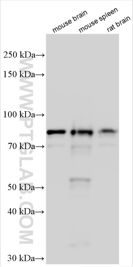 SVEP1 Antibody in Western Blot (WB)