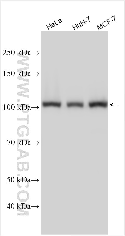 INTS8 Antibody in Western Blot (WB)