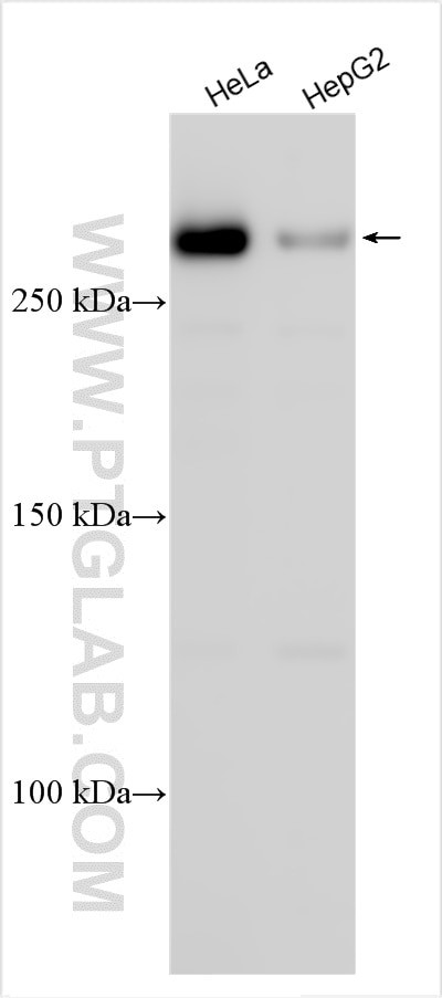 MED12L Antibody in Western Blot (WB)