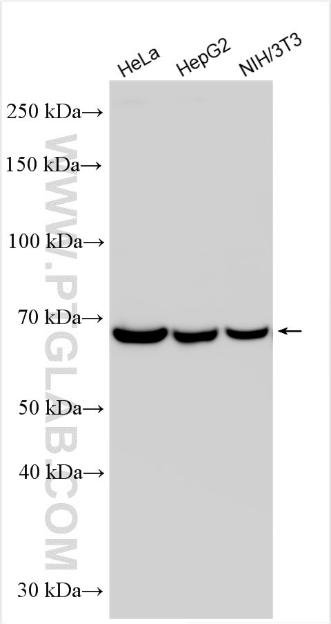 SWAP70 Antibody in Western Blot (WB)