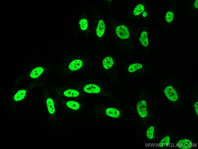 KHSRP Antibody in Immunocytochemistry (ICC/IF)