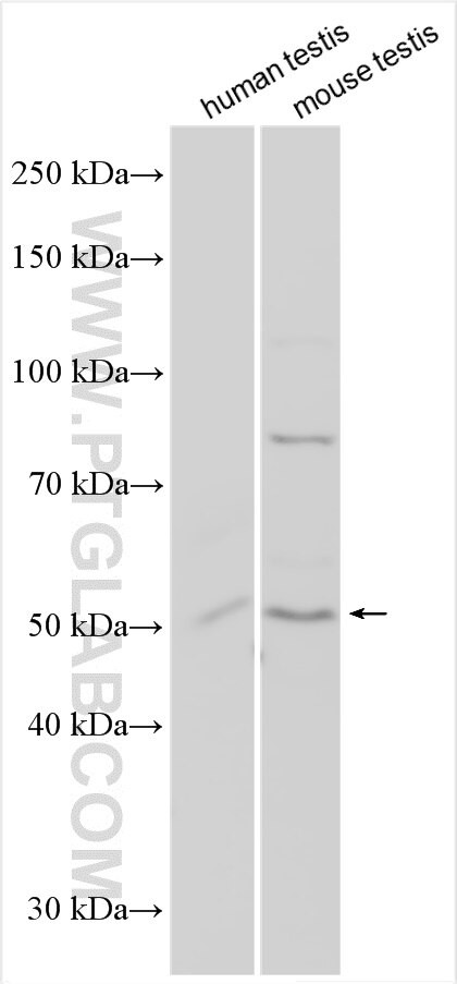 PRODH2 Antibody in Western Blot (WB)