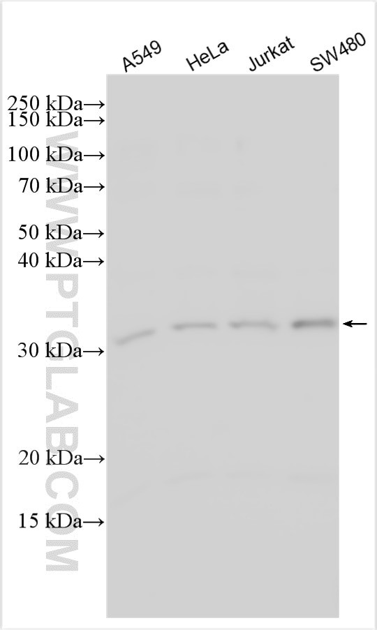IFI35 Antibody in Western Blot (WB)