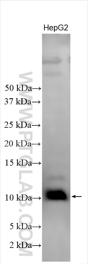 PET117 Antibody in Western Blot (WB)