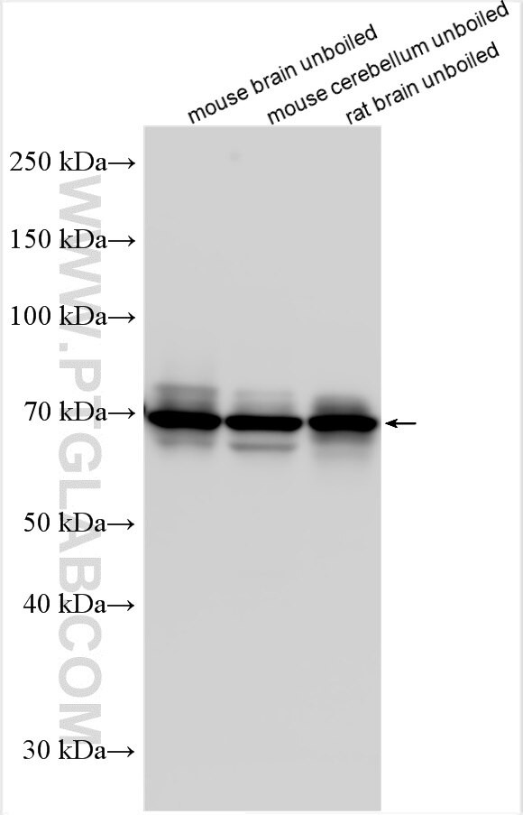 NTT4 Antibody in Western Blot (WB)