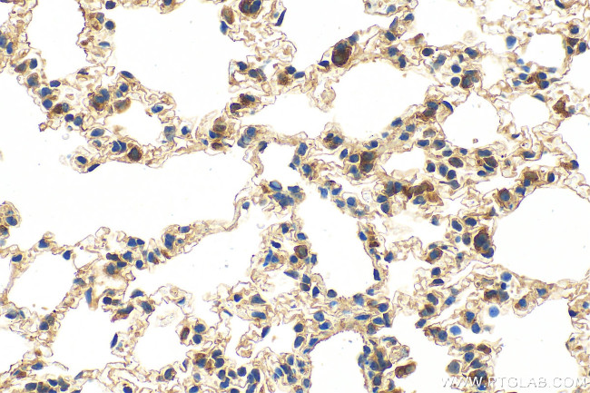 Cxcl15 Antibody in Immunohistochemistry (Paraffin) (IHC (P))