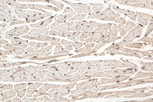 Atox1 Antibody in Immunohistochemistry (Paraffin) (IHC (P))