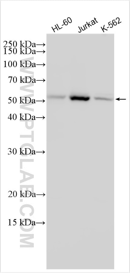 ARHGAP19 Antibody in Western Blot (WB)