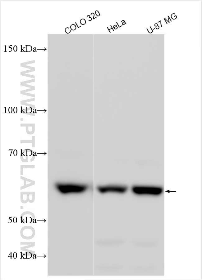 PYROXD1 Antibody in Western Blot (WB)