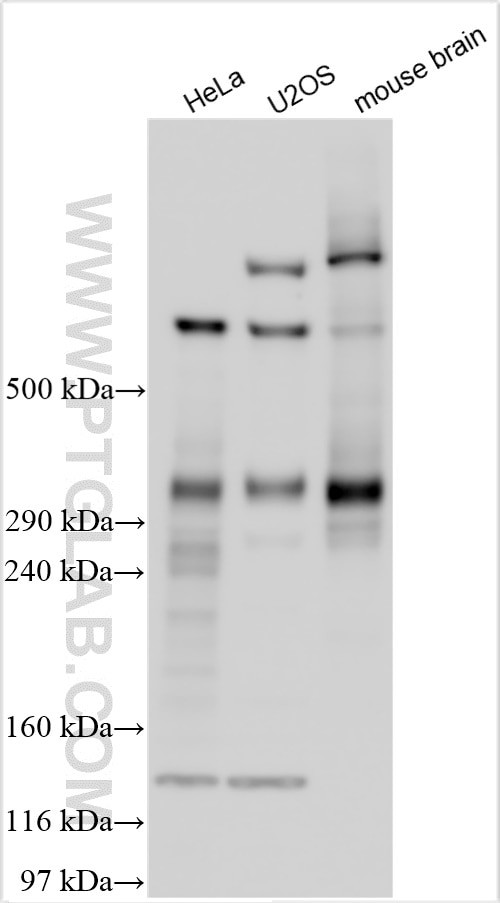 IKZF4 Antibody in Western Blot (WB)
