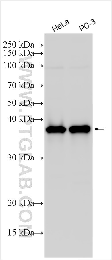 NMI Antibody in Western Blot (WB)