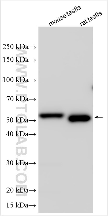 CCDC91 Antibody in Western Blot (WB)