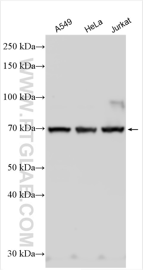 EGR1 Antibody in Western Blot (WB)