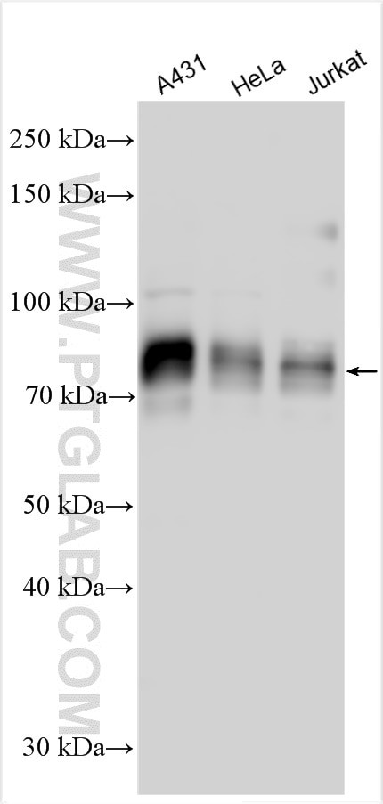 SP100 Antibody in Western Blot (WB)