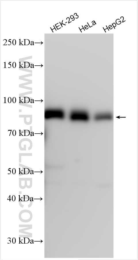 UVRAG Antibody in Western Blot (WB)