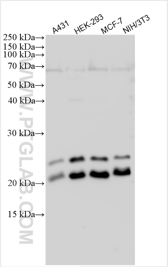 CBX1 Antibody in Western Blot (WB)