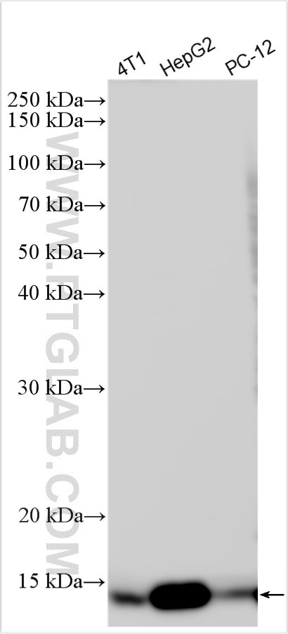cystatin c Antibody in Western Blot (WB)