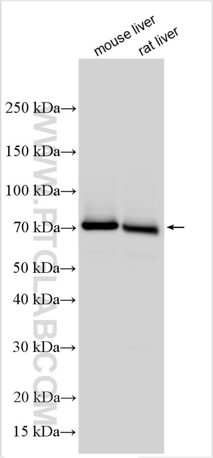 CD14 Antibody in Western Blot (WB)