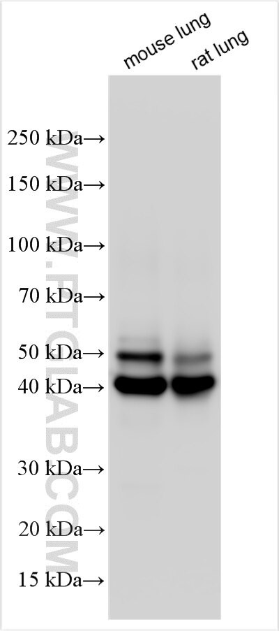 Albumin Antibody in Western Blot (WB)