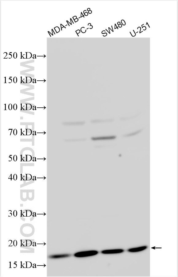 Transthyretin Antibody in Western Blot (WB)