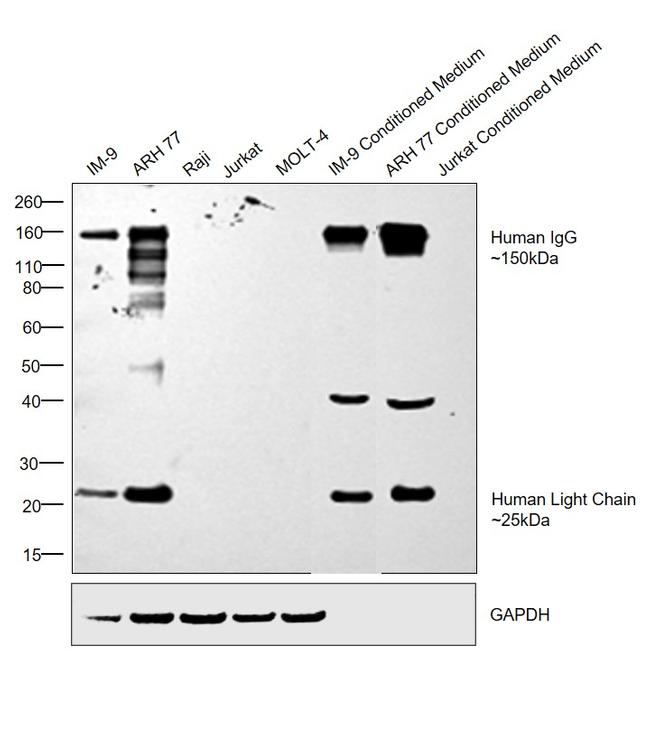 Human IgG (H+L) Secondary Antibody in Western Blot (WB)