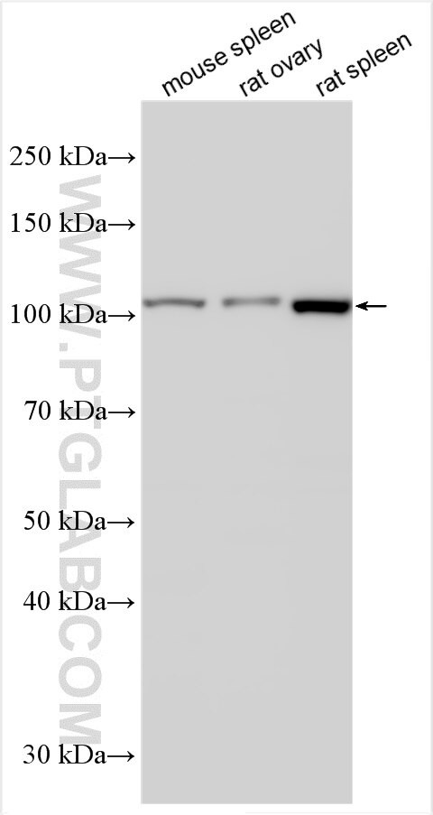 C18orf34 Antibody in Western Blot (WB)