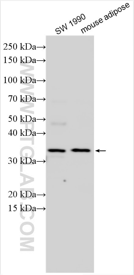 SC4MOL Antibody in Western Blot (WB)