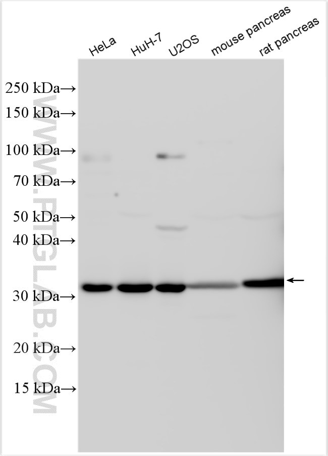 C18orf24 Antibody in Western Blot (WB)
