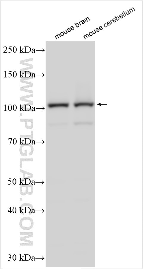 GANC Antibody in Western Blot (WB)