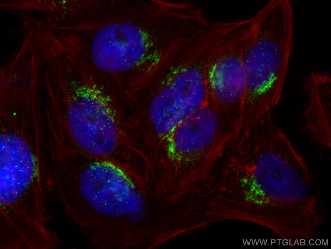 GOLGA5 Antibody in Immunocytochemistry (ICC/IF)