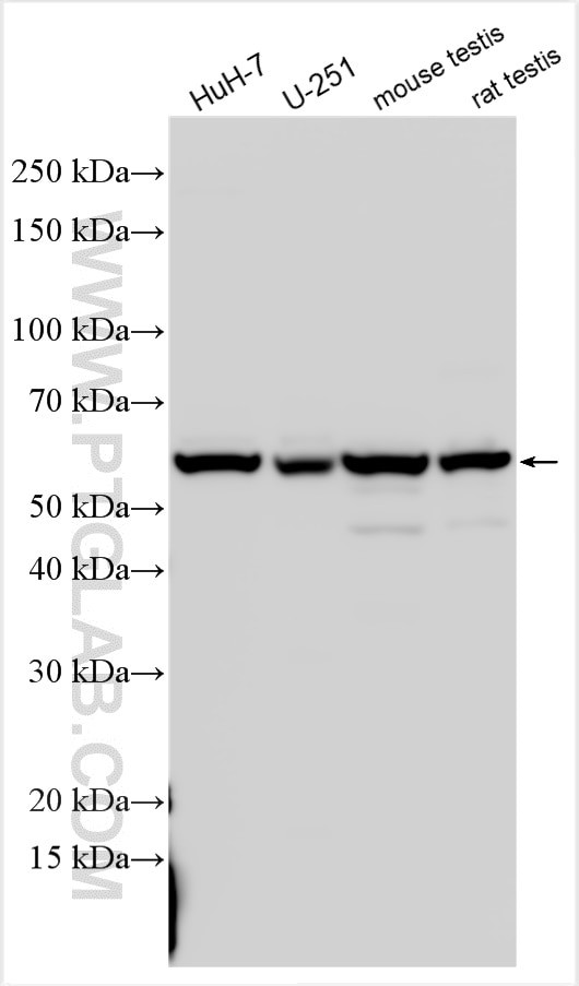 OLFML1 Antibody in Western Blot (WB)