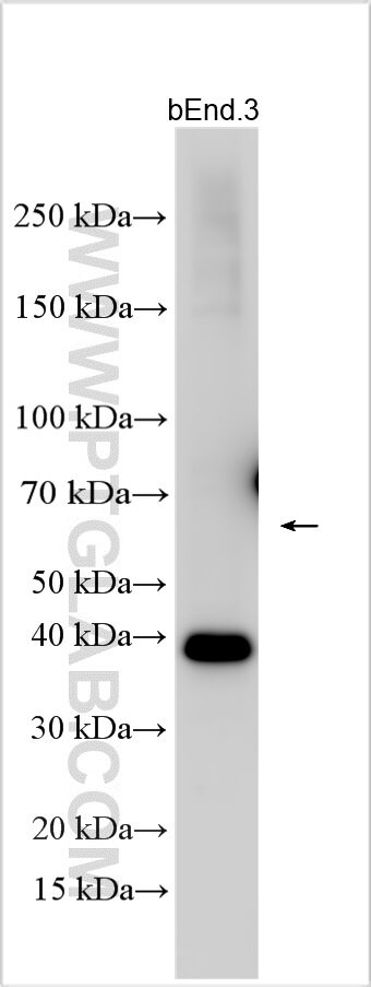 MMGT1 Antibody in Western Blot (WB)