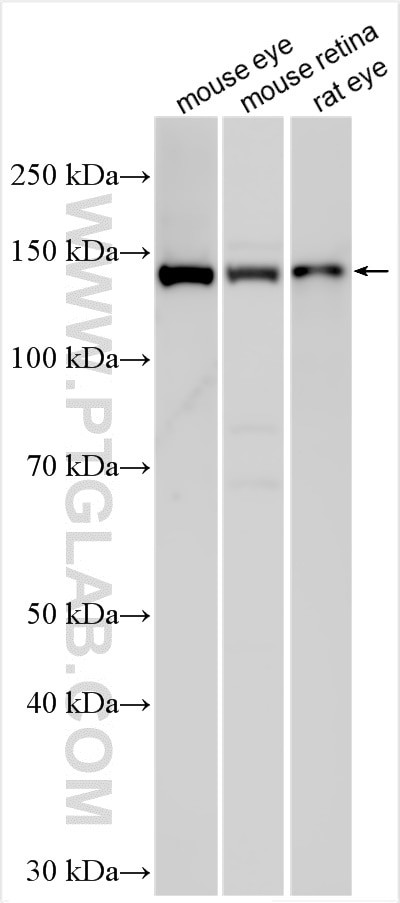 PCARE Antibody in Western Blot (WB)