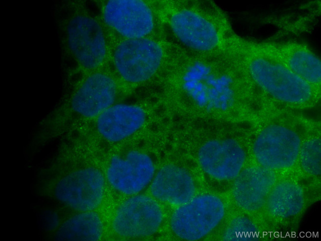 COBLL1 Antibody in Immunocytochemistry (ICC/IF)