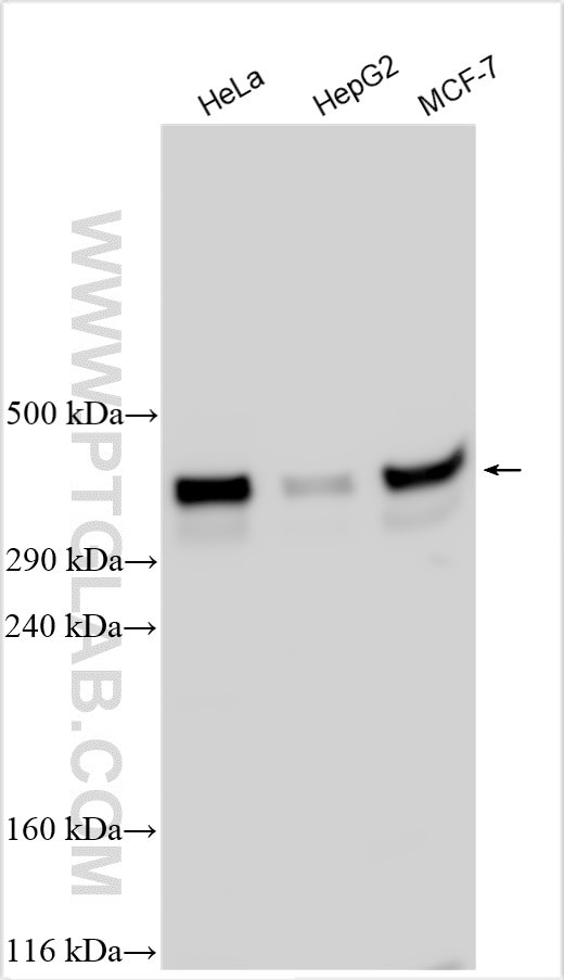 TRIO Antibody in Western Blot (WB)