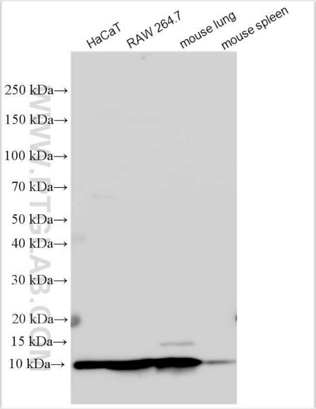 RAB44 Antibody in Western Blot (WB)